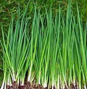 CLK Onion, Tokyo Long White, Heirloom,  25+ Seeds, Great In Salads&amp; Cooking - $3.29