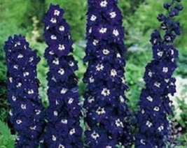 50 Delphinium Giant Pacific King Arthur Purple Larkspur Perennial Flower... - $12.23