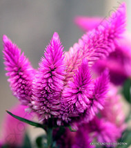 USA Store 20 Seeds Store Celosia Spicata Flamingo Feather Purple Pink Fuschia Fl - $15.25