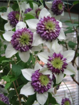 25 White Purple Clematis Seeds Large Bloom Climbing Perennial Garden Flower - £13.23 GBP