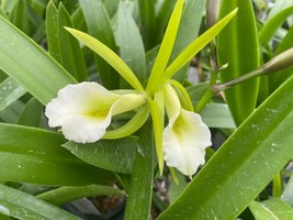 Lime Star Orchid (Procatavola Key Brassavola) mounted on a cedar shingle!  - $34.95