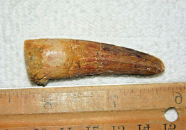 2 Inch Long Spinosaurus Tooth Dinosaur Teeth Real Fossil Extinct Spinosaur Relic - £11.57 GBP