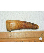 2 INCH LONG SPINOSAURUS TOOTH DINOSAUR TEETH REAL FOSSIL EXTINCT SPINOSA... - $276.02 MXN