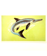 1975 OPHTHALMOSAURUS Dinosaur Card Vintage Prehistoric Illustration Ephe... - €17,17 EUR