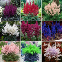 BELLFARM Mixed 9 Colors Astilbe Chinensis Seeds 100PCS Bonsai - £7.85 GBP