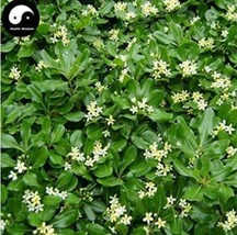 Tobira Tree Semente 60Pcs Plant Shrub Tree Pittosporum Hai Tong Fresh Garden USA - $8.24