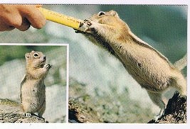 Alberta Postcard Golden Mantled Squirrel Canadian Rockies - £1.63 GBP