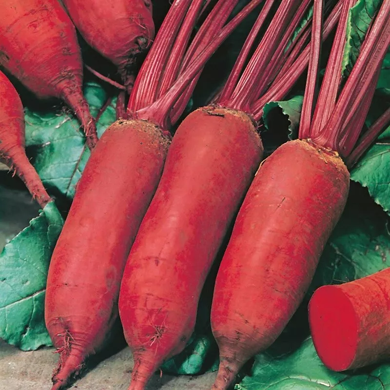 BPASTORE Cylindra Beet 200 Seeds Ct Vegetable Garden Heirloom USA Non-Gmo - £7.16 GBP