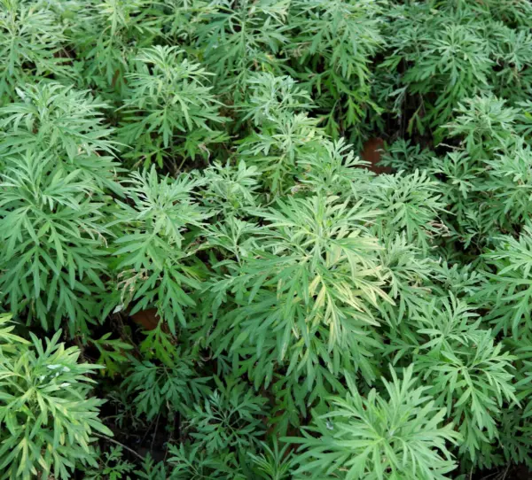 1000+ Sweet Wormwood Herb Seeds (Artemisia Annua) Sweet Annie Sagewort F... - £8.61 GBP