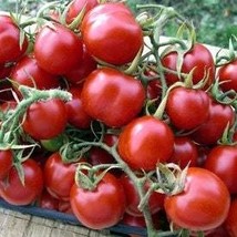 Principe Borghese Tomato 5 seeds (P 086) - £1.61 GBP
