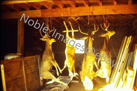 1978 Graphic Hunters Deer Kill Hanging Wyoming Ektachrome 35mm Slide - £3.50 GBP