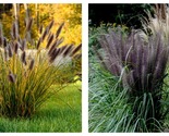 20 Seeds Dwarf BLACK FOUNTAIN GRASS Pennisetum Alopecuroides Viridescens - $34.93