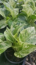 Marble Queen Pothos 4 Leaves ~~Easy Tropical Indoors/Outdoors plants - £23.26 GBP