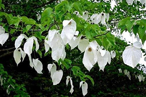 10 Seed Davidia Involucrata Hardy Dove Tree, Handkerchief or Ghost Tree - $13.55