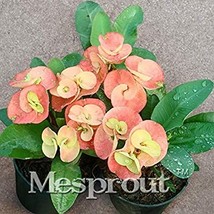 100 pcs Rare Euphorbia Milii Hybrid Plant Bonsai Potted Bonsai Plants Euphorbia  - £6.62 GBP