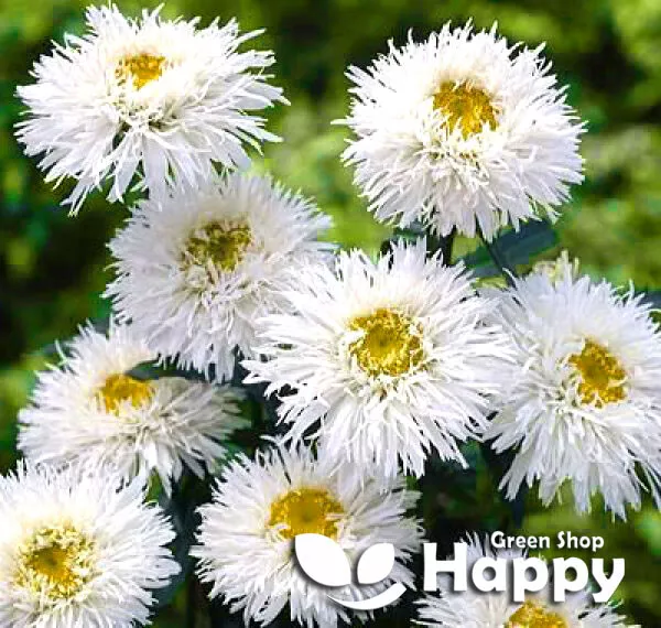 OX-EYED DAISY CRAZY DAISY 200 SEEDS Chrysanthemum leucanthemum PERENNIAL... - £6.86 GBP