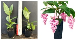 Live Well Rooted STARTER Plant Royal ZENZ Magnifica Medinilla Plant - $62.99
