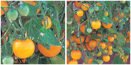 Tumbling Tom Yellow Cherry Tomato Plant - 2.5&quot; Pot - £26.28 GBP