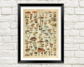 Funghi Stampa: Tradizionale Fungi Tipi Illustrazione - £5.76 GBP+