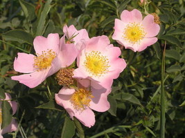 50 Thornless Pink Dog Brier Rose Bush Rosa   - £13.58 GBP