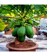 20 &quot;DWARF SOLO WAIMANALO TREE SEEDS&quot; (Carica Papaya) Fast Fruit Houseplant - $17.76 CAD