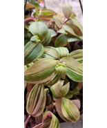 Variegated Baby Bunny Bellies - Wandering Jewel Tradescantia Basket Hous... - $7.18