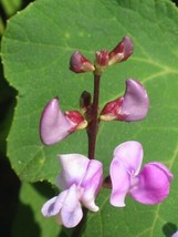 Wild Pea Vine Organic {Dolichos Biflorus}25 Seeds - £7.07 GBP