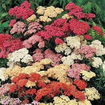 BPA 500 Seeds Mixed Summer Yarrow Achillea Millefolium Red Pink White + Herb Flo - £7.91 GBP