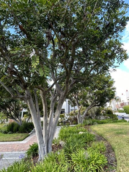 Tuckeroo Carrotwood Cupaniopsis Anacardioides20 Seeds 2024 Fresh Garden