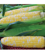 SD 30 Burpee Bi-Licious Sweet Corns Eeds Hybrid Bi-Colored Super Sweet C... - $13.44