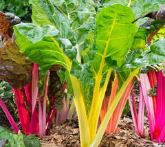KKG Northern Lights Swiss Chard Seeds Silver Beet Silverbeet Rainbow See... - $7.89