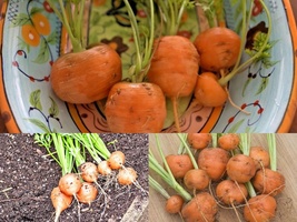 401+PARISIAN Round CARROT French Vegetable Seeds Garden Container Easy - £10.35 GBP