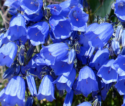 50 Campanula Blue Double Canterbury Bells Perennial Seeds Flower - £14.04 GBP