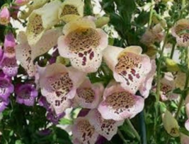 50 Pc Seeds Foxglove Excelsior Mix Flower, Digitalis Seeds for Planting | RK - £11.49 GBP