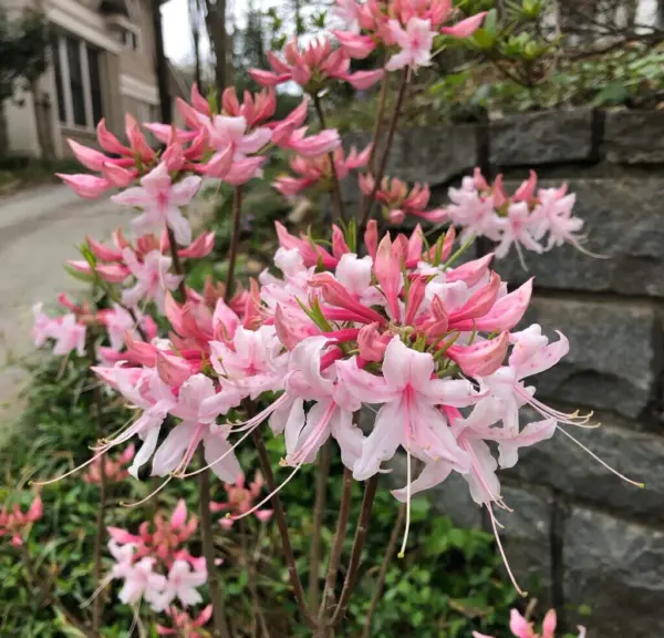 Spring Sensation Aromi Azalea Rhododendron Deciduous Small Starter Plant Fresh G