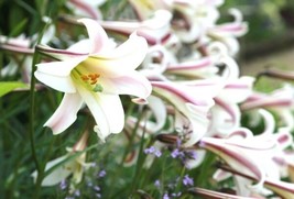 Lilium Formosanum Var. Pricei 10 Seeds Fresh Gardening USA SELLER - £14.01 GBP