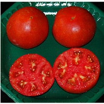 USA Seller Tycoon Tomato Seeds Fast Shipping - £9.78 GBP