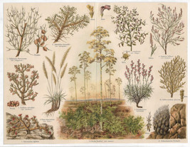 Antique Botanical Lithograph Steppe Flora Steppenflora Meyers Lexikon 1906 - £16.27 GBP