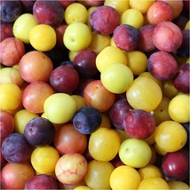 Plum cherry, Prunus cerasifera, mixed colors 10+ seeds (G 005) - £1.55 GBP