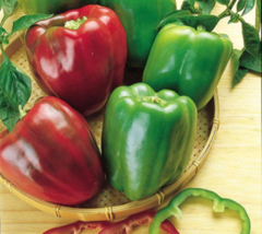  35 Fresh Organic Seeds Pepper, California Wonder, Heirloom, Non Gmo - £7.87 GBP