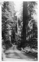 Antique Unposted Black And White Postcard Sawtooth Forest, Idaho - $24.74