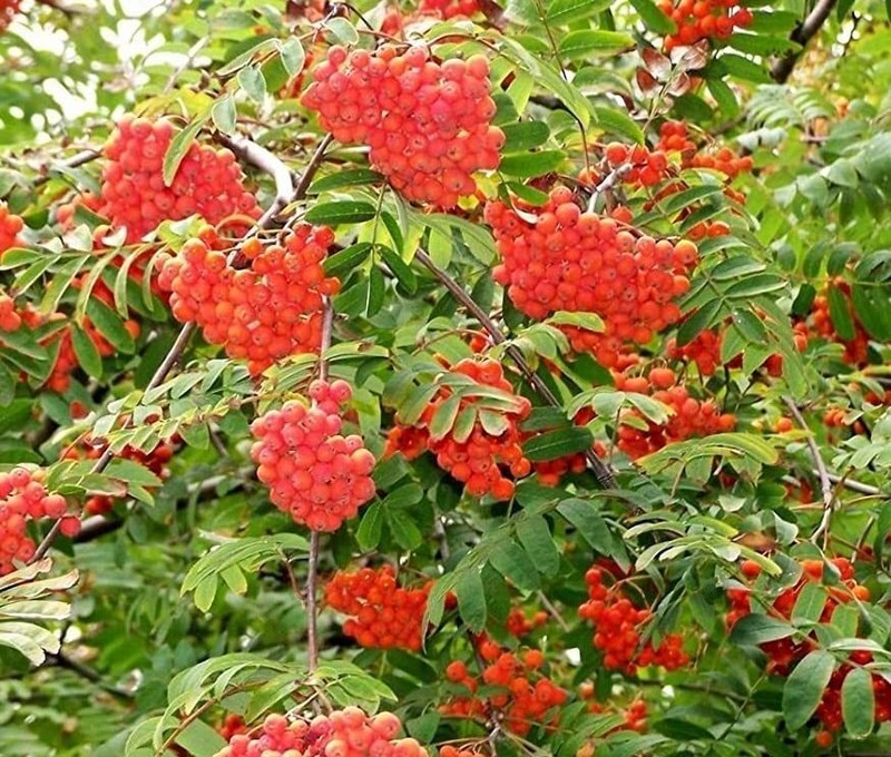 PSA Mountain Ash Tree Seeds For Planting 50 Seeds Sorbus Aucuparia Fast ...