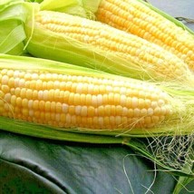 50 Peaches &amp; Cream Extra Sweet Corn Seeds Bi-Color Better Tip Fill 85 Day Vegeta - £10.32 GBP