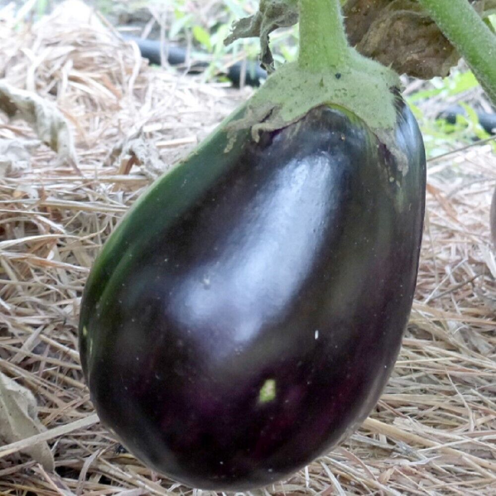 LimaJa Black Beauty Eggplant 50 Seeds | NON-GMO | Heirloom | Fresh Garde... - $3.80