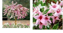 6-12" Tall Live Plant - Variegated Weigela Bush/Shrub - Outdoor Garden - Potted - £57.39 GBP