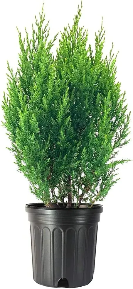 Spiny Greek Juniper Live Tree Juniperus Chinensis - £52.41 GBP