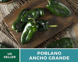25 Pepper Poblano Ancho Grande Seeds Capsicum annuum Heirloom Vegetable - $15.76
