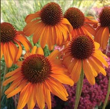 From US 50 Bright Orange Coneflower Seeds Flower Perennial Flowers Seed 26 - £8.78 GBP