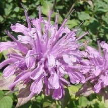 USA Seller 50 Monarda Lilac Bee Balm Deer Resistant Lemon Scent Perennial Flower - $21.51