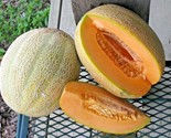 40 Seeds Hales Best Jumbo Cantaloupe Seeds Heirloom Melon Fruit Vine Sum... - £7.22 GBP